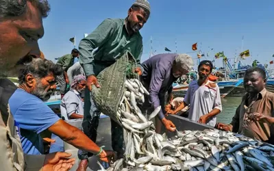 Pakistan’s seafood exports hit record $568 million in FY26