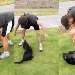 Shahid Afridi’s dog Max found safe at home