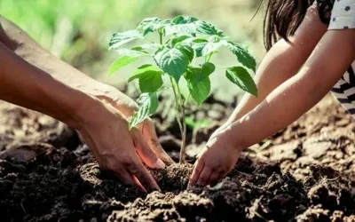 Punjab Govt launches Margalla forest restoration drive