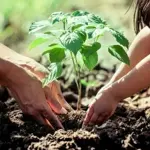 Punjab Govt launches Margalla forest restoration drive