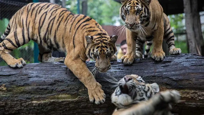 tiger