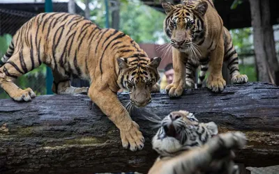 Over 70 tigers dead in Thailand after virus outbreak at wildlife parks