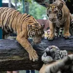 Over 70 tigers dead in Thailand after virus outbreak at wildlife parks
