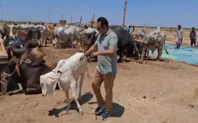 Northern Bypass ‘Awam Dost’ Cattle Mandi kicks off with first sale