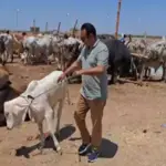 Northern Bypass ‘Awam Dost’ Cattle Mandi kicks off with first sale