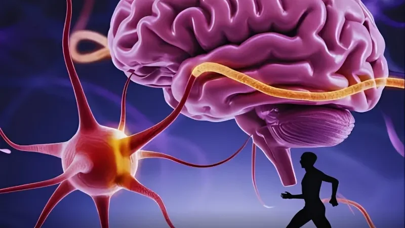 Physical work may carry different brain risks than exercise