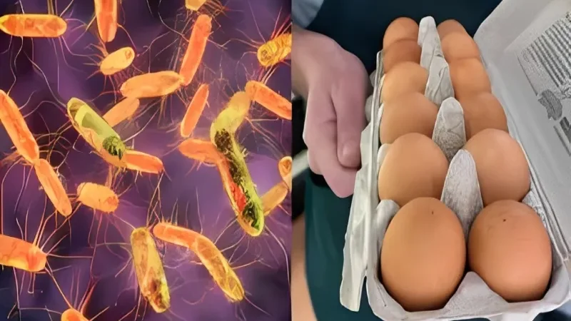 Belgium Salmonella outbreak sickens 306 as contaminated eggs spark alarm