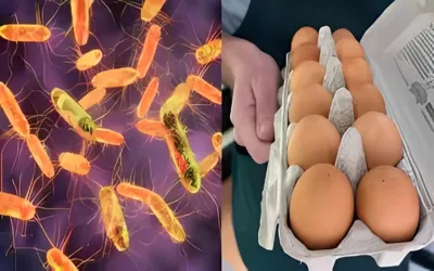 Belgium 'Salmonella' outbreak sickens 306 as contaminated eggs spark alarm