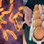 Belgium 'Salmonella' outbreak sickens 306 as contaminated eggs spark alarm