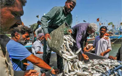Pakistan’s seafood exports surpass $500 million milestone