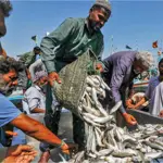 Pakistan’s seafood exports surpass $500 million milestone