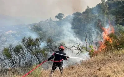 Algeria mourns as deadly wildfires kill 12 and injure 54