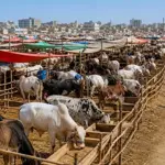 Eid-ul-Azha: Traffic plan announced for cattle markets in Islamabad