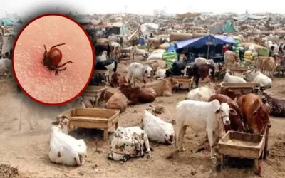 Health experts warn of rising Congo Virus risk during Eid-ul-Azha