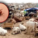 Health experts warn of rising Congo Virus risk during Eid-ul-Azha