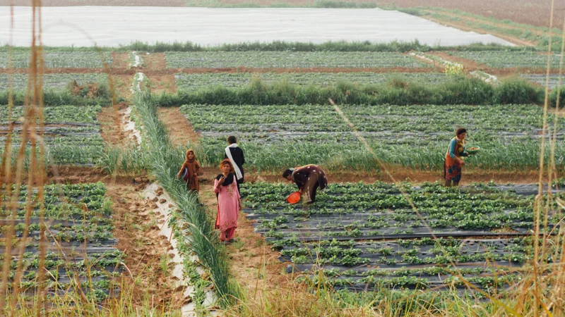 Sindh rolls out climate-smart agriculture plan with 180 field schools by 2028