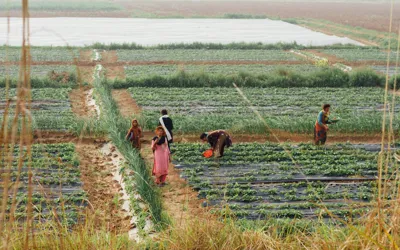 Pakistan’s agriculture sector grew 2.9% in FY26, livestock expanded 3.8%