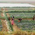Pakistan’s agriculture sector grew 2.9% in FY26, livestock expanded 3.8%