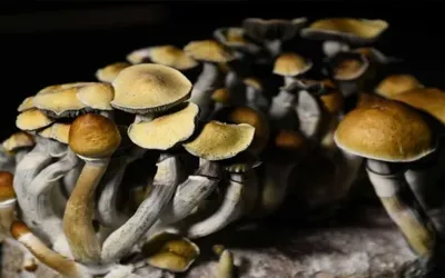 Study finds Psilocybin may reduce negative thinking patterns