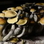 Study finds Psilocybin may reduce negative thinking patterns
