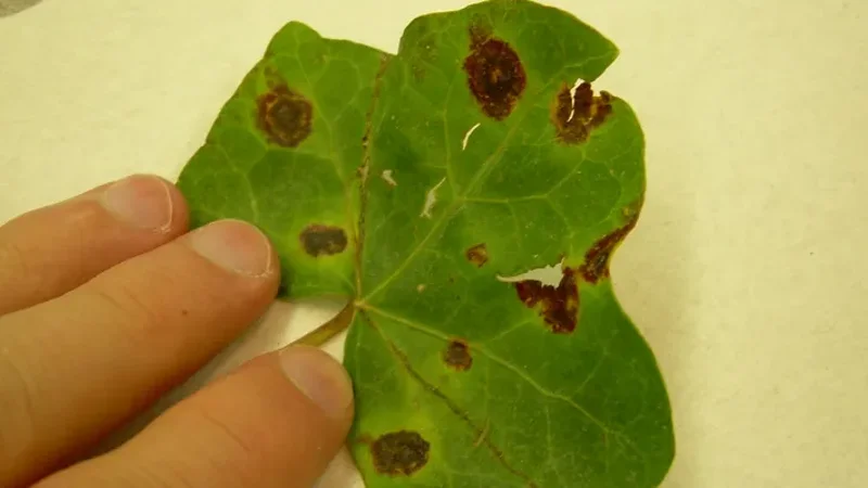 Xanthomonas