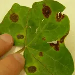 Scientists uncover how deadly Xanthomonas feeds on crops