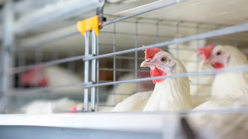 Japan confirms bird flu outbreak at poultry farm