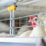 Japan confirms bird flu outbreak at poultry farm