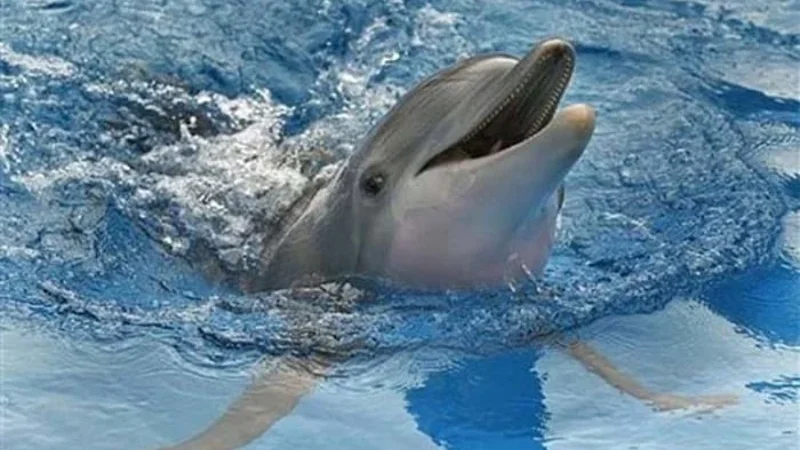Dolphin
