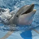 WATCH: Stunning viral video of bottlenose dolphins near Gwadar Port leaves visitors amazed