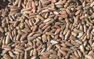 Pine Nuts available at Rs 3,000 per Kg in South Waziristan
