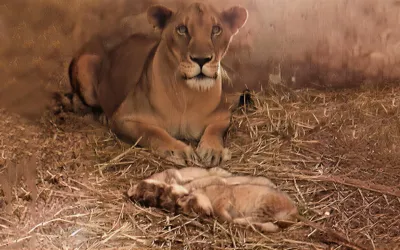 Lioness gives birth to three lion cubs at Karachi Zoo