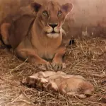 Lioness gives birth to three lion cubs at Karachi Zoo