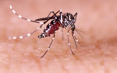 Dangerous dengue rise in Sindh