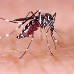 Dangerous dengue rise in Sindh