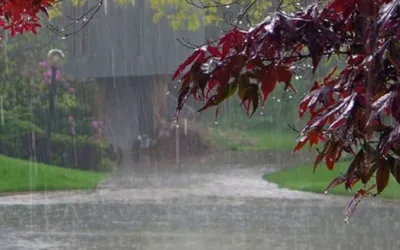 11th monsoon spell to begin in Punjab from tomorrow