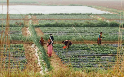 Sindh rolls out climate-smart agriculture plan with 180 field schools by 2028