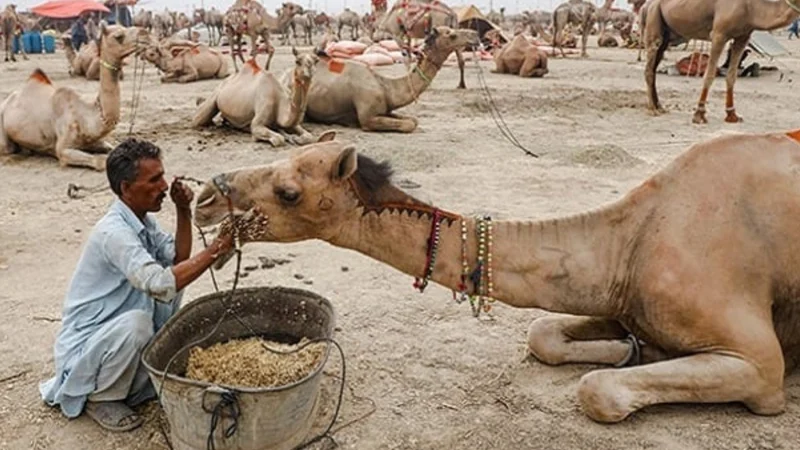 Saleh Pat incident: Camel severely injured, owner demands justice