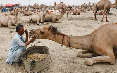 Sindh CM takes notice of camel mutilation incident in Sukkur