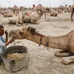 Sindh CM takes notice of camel mutilation incident in Sukkur