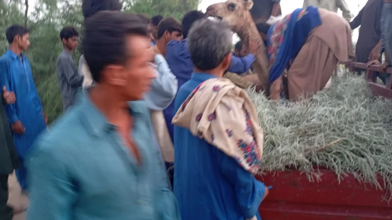 Camel brutally mutilated in Sukkur
