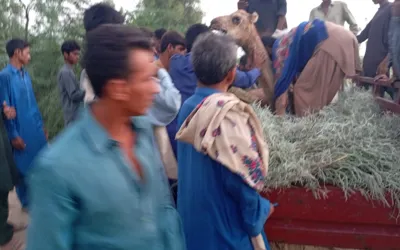 Camel brutally mutilated in Sukkur after drinking from private pond