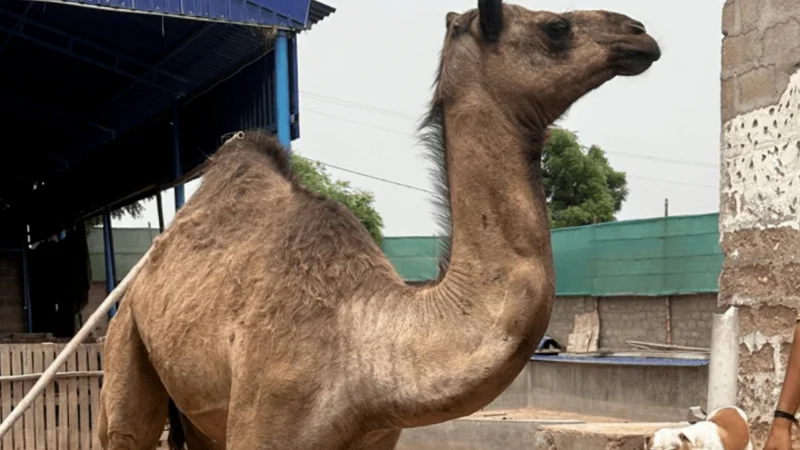 Injured camel moved to Karachi for treatment after brutal assault