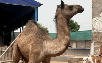 Injured camel moved to Karachi for treatment after brutal assault
