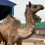 Injured camel moved to Karachi for treatment after brutal assault