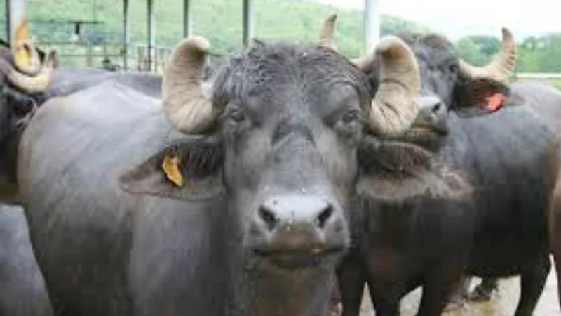 Buffalo mutilated in brutal animal cruelty case in Gujrat