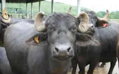 Buffalo mutilated in brutal animal cruelty case in Gujrat