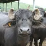 Buffalo mutilated in brutal animal cruelty case in Gujrat