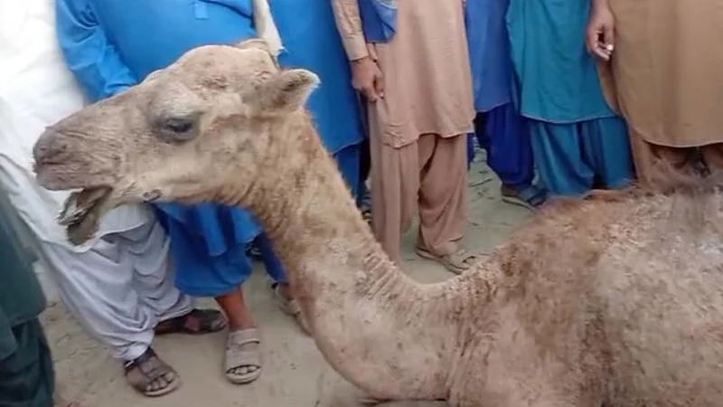 Veterinary doctors successfully perform surgery of injured camel