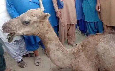 Veterinary doctors successfully perform surgery of injured camel
